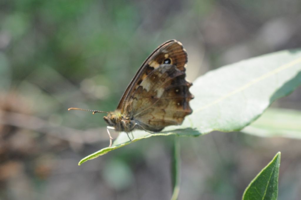 Nymphalidae n.2 - Pararge aegeria