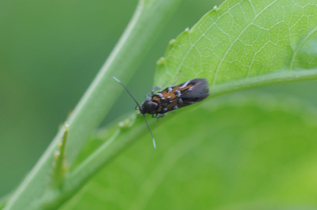 Farfa da ID - Pancalia leuwehnoekella