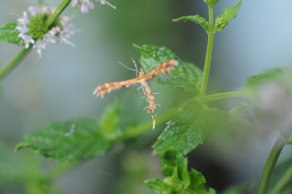 Pterophoridae