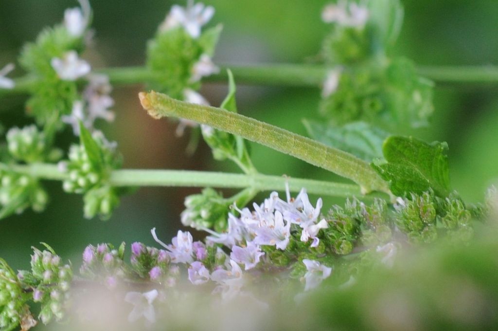 Bruco di Ascotis selenaria? No, cfr. Chlorissa  viridata.