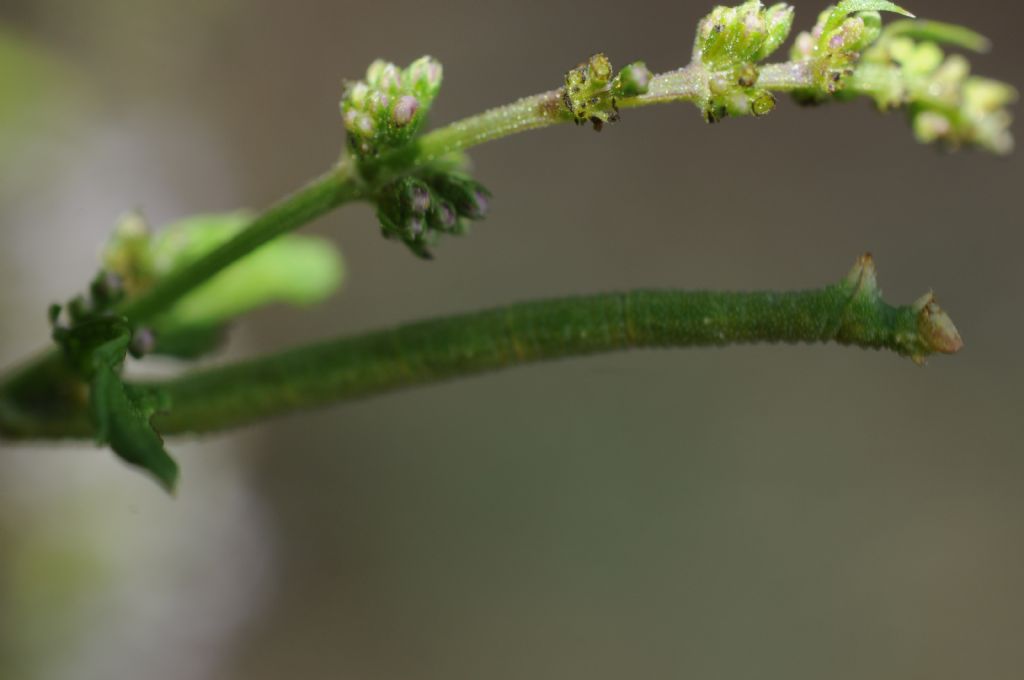 Bruco di Ascotis selenaria? No, cfr. Chlorissa  viridata.