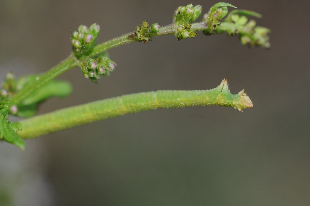 Bruco di Ascotis selenaria? No, cfr. Chlorissa  viridata.