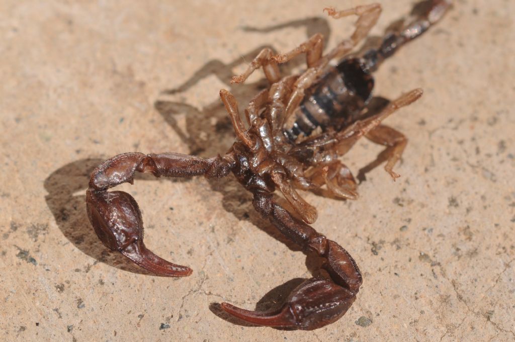 Euscorpius italicus da Miasino, Piemonte