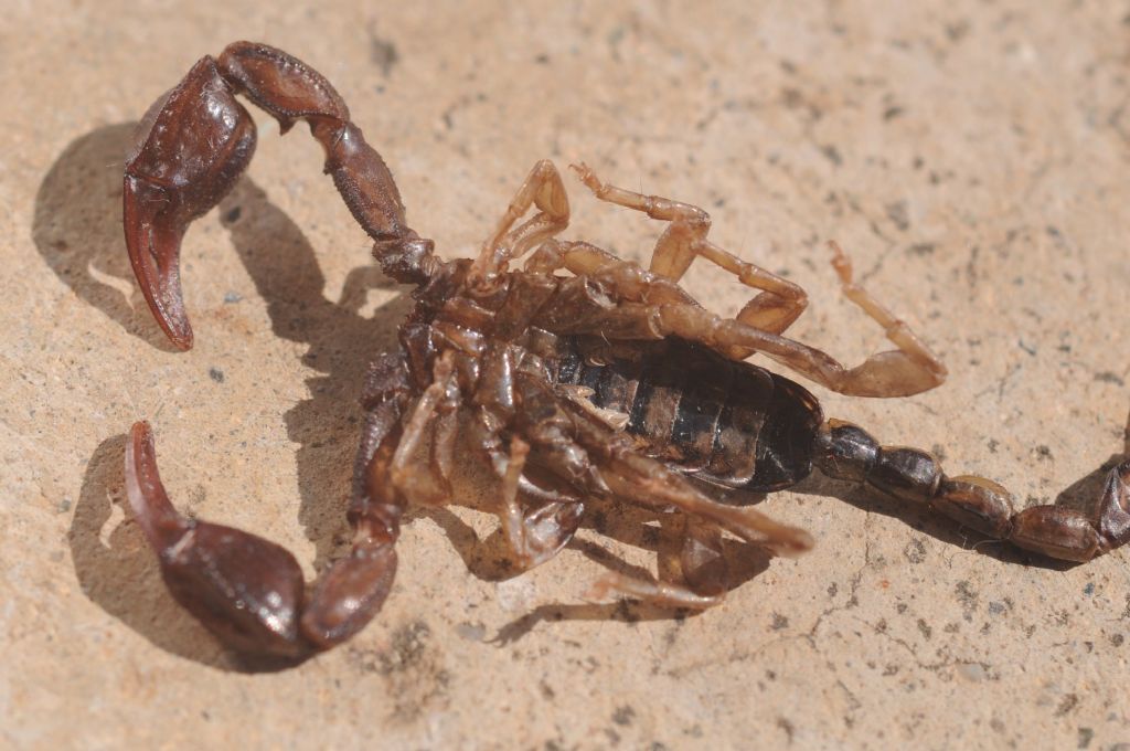 Euscorpius italicus da Miasino, Piemonte