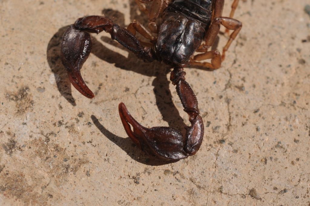 Euscorpius italicus da Miasino, Piemonte