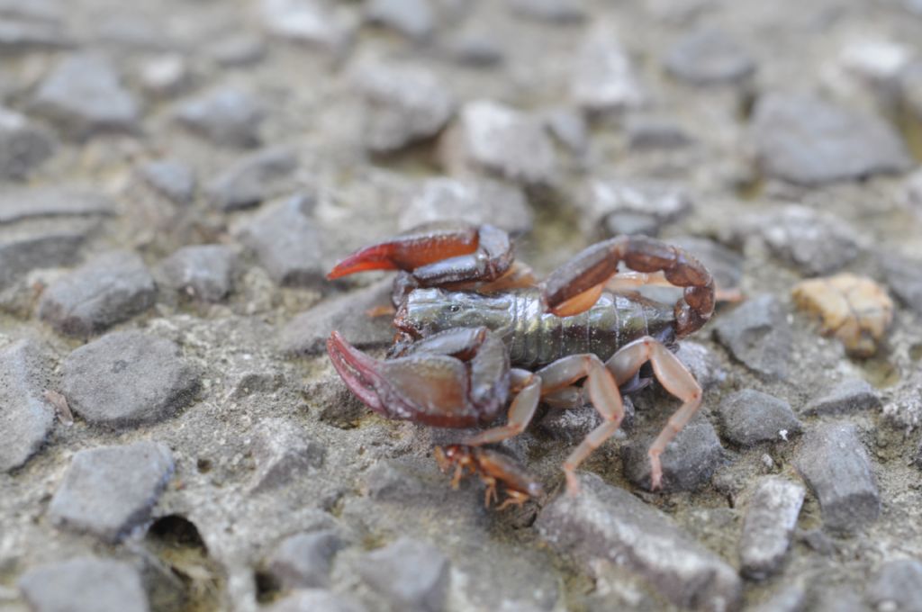 Euscorpius concinnus dalla provincia di Alessandria