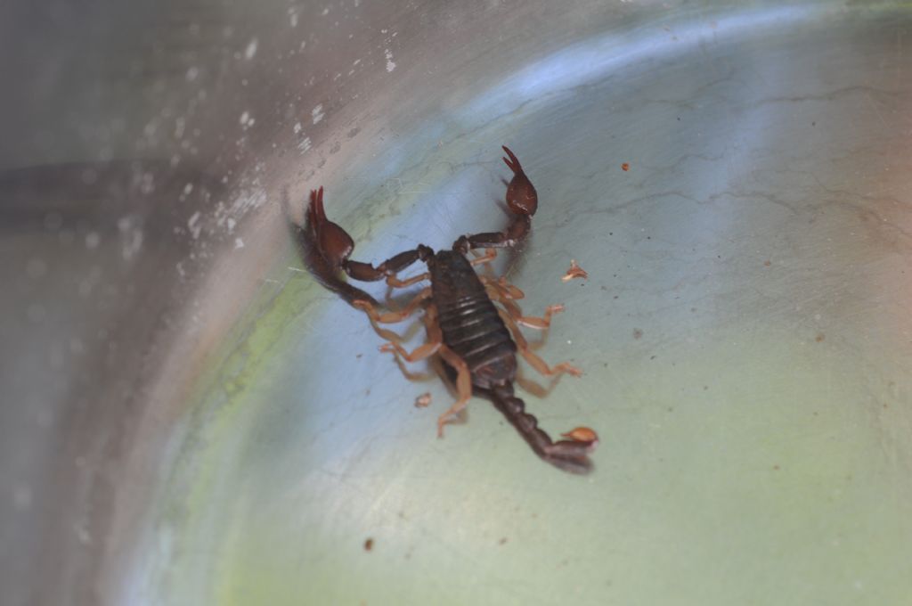 Euscorpius concinnus dalla provincia di Alessandria