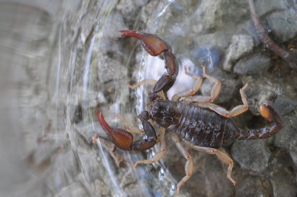 Euscorpius concinnus dalla provincia di Alessandria