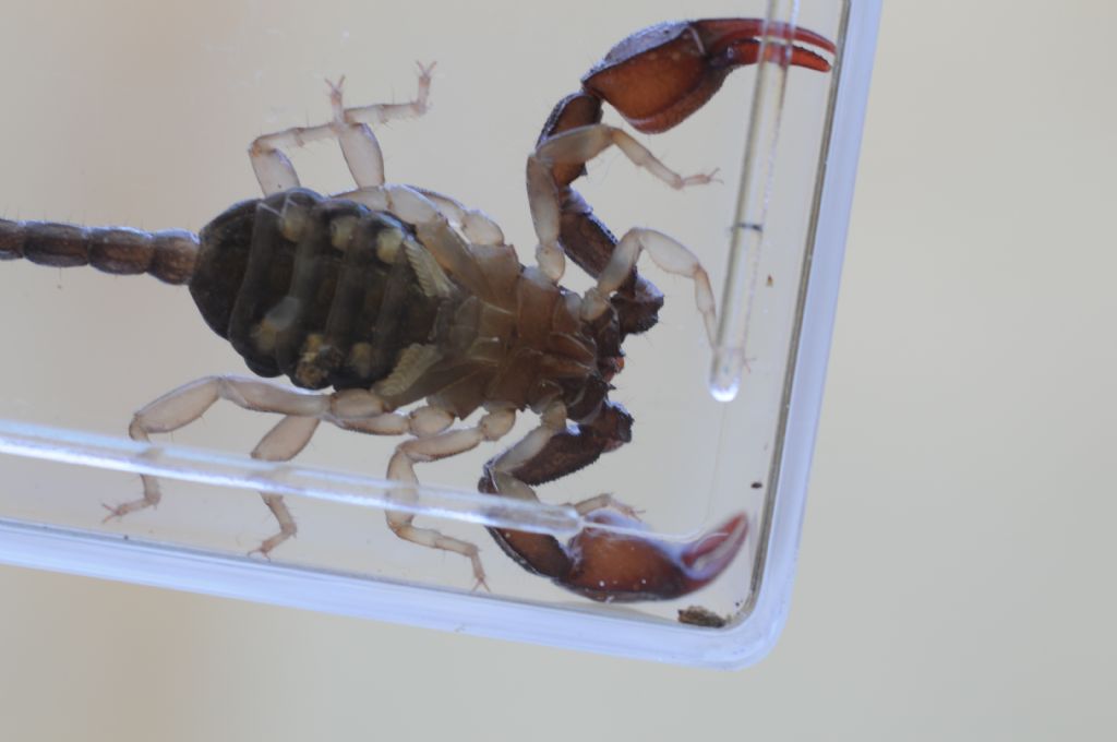 Euscorpius concinnus dalla provincia di Alessandria