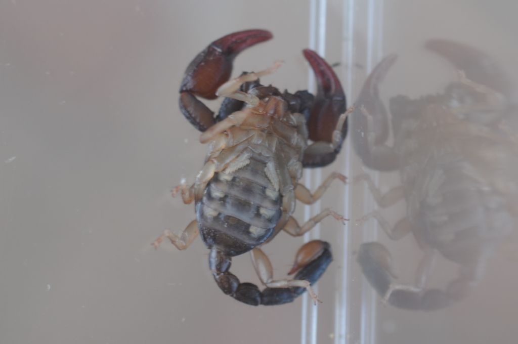 Euscorpius concinnus dalla provincia di Alessandria