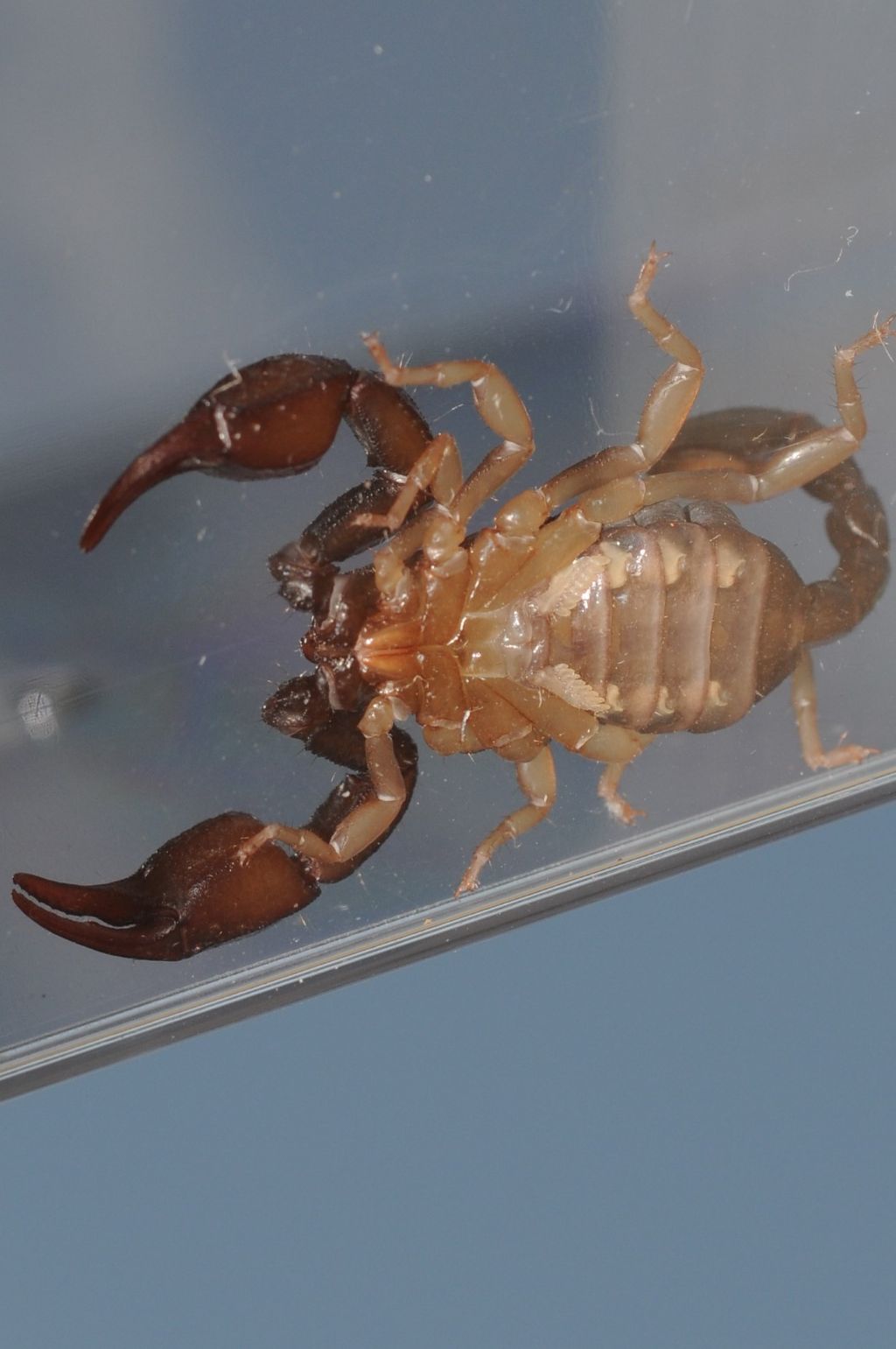 Euscorpius concinnus dalla provincia di Alessandria