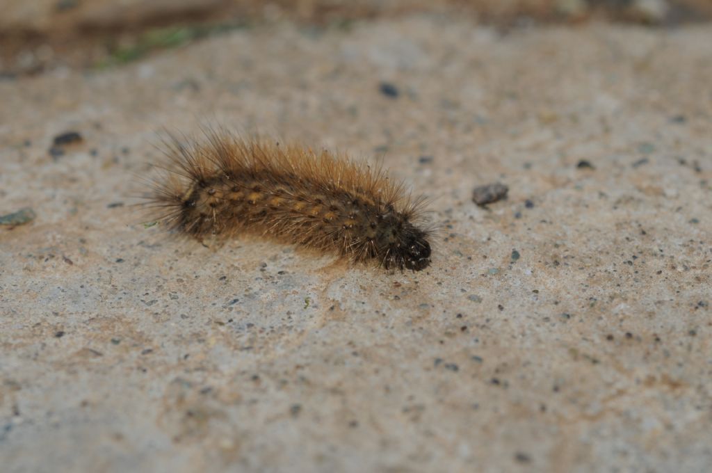 Bruco, chi? 3 - Erebidae Arctiinae