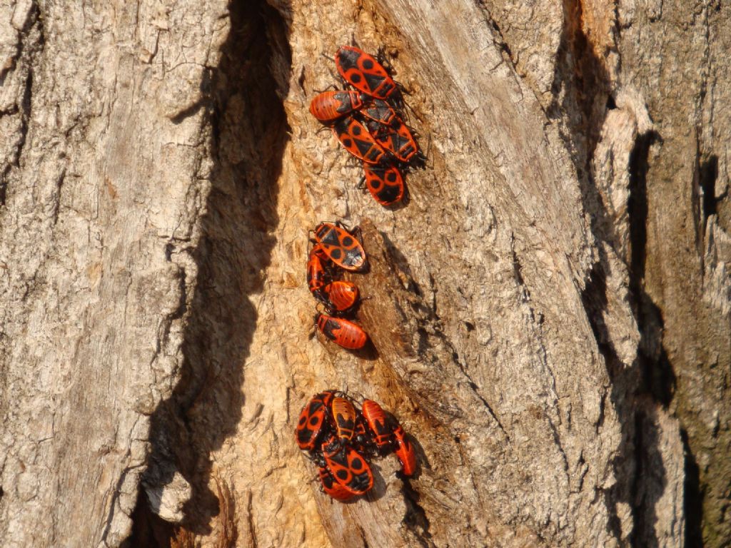 Pyrrhocoridae:  Pyrrhocoris apterus