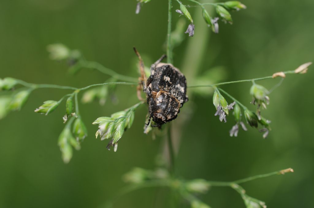 Cetoniidae:  Valgus hemipterus, maschio