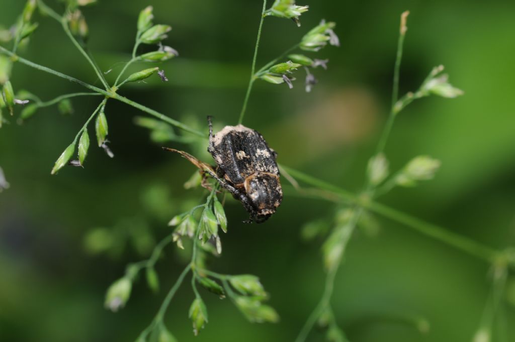 Cetoniidae:  Valgus hemipterus, maschio