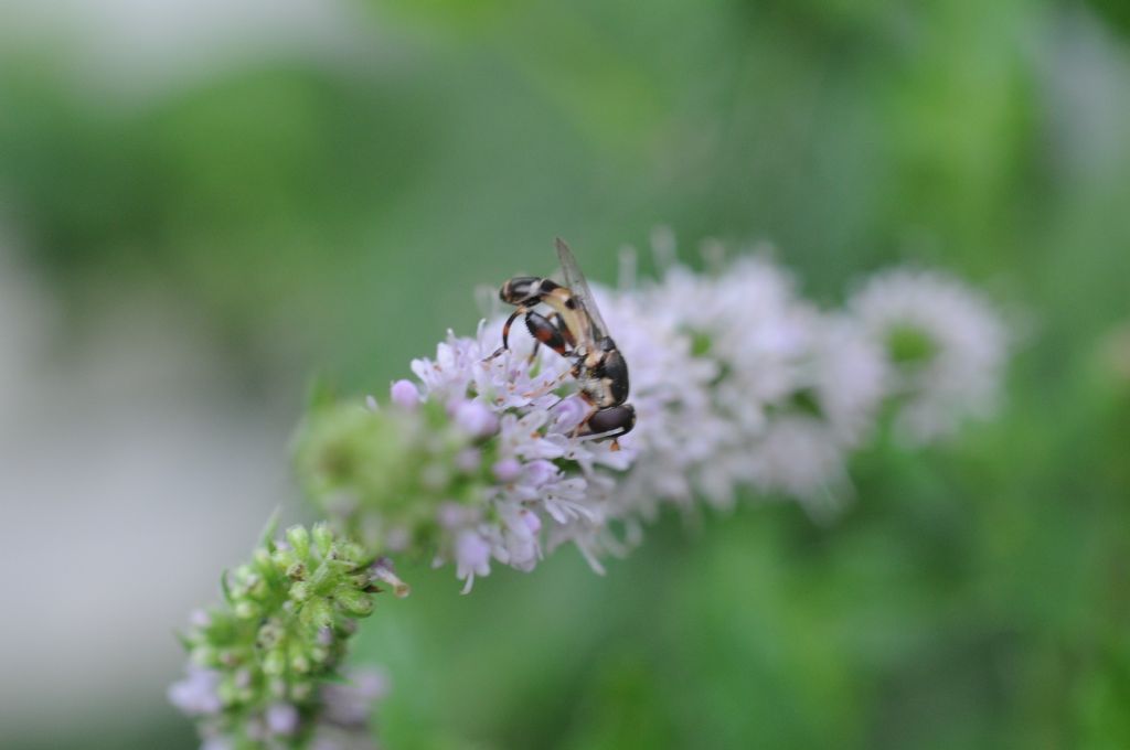 Syritta pipiens maschio (Syrphidae)