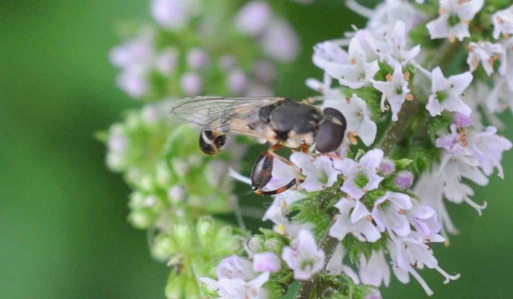 Syritta pipiens maschio (Syrphidae)