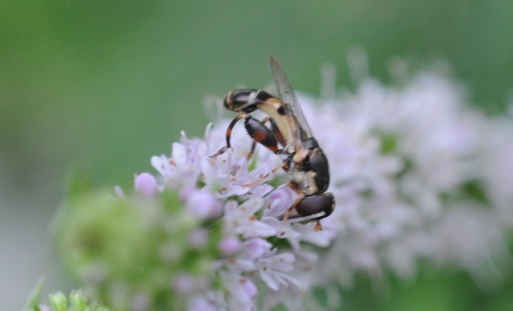 Syritta pipiens maschio (Syrphidae)