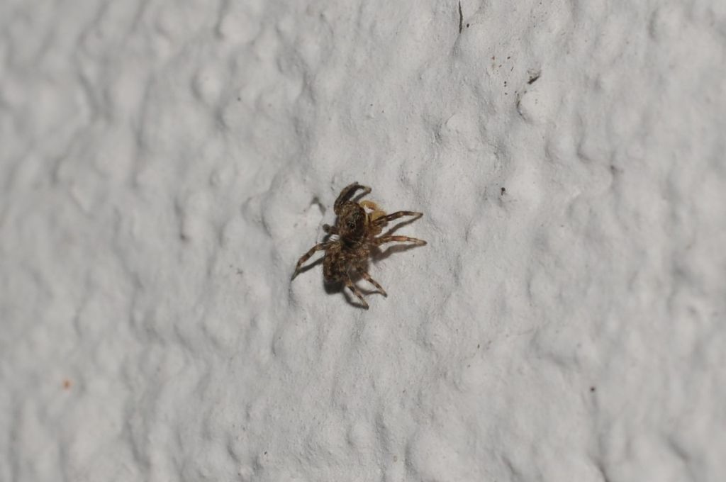 Salticidae:  maschio di Pseudeuophrys vafra e giovane di Saitis barbipes