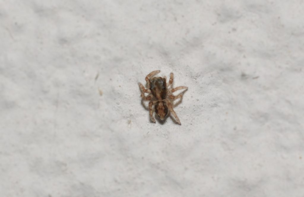 Salticidae:  maschio di Pseudeuophrys vafra e giovane di Saitis barbipes