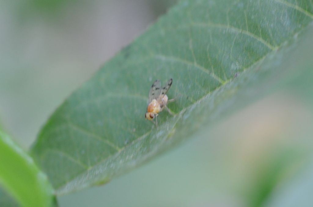 Lauxaniidae? Si. Homoneura sp.