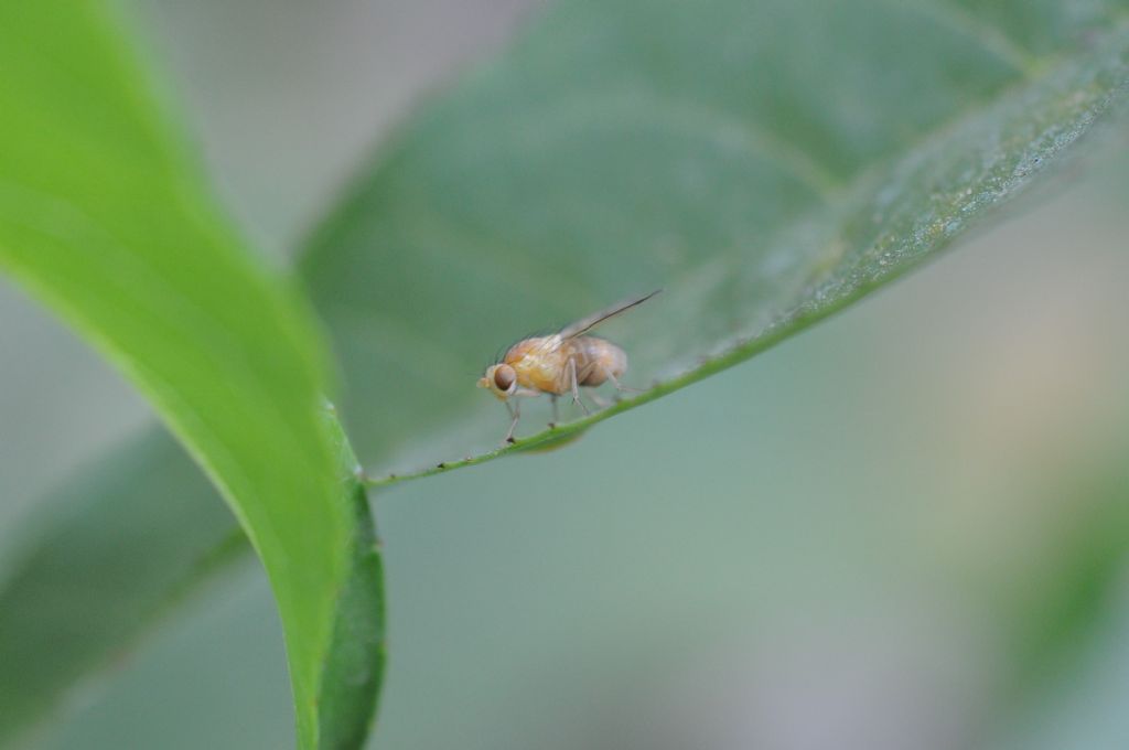 Lauxaniidae? Si. Homoneura sp.