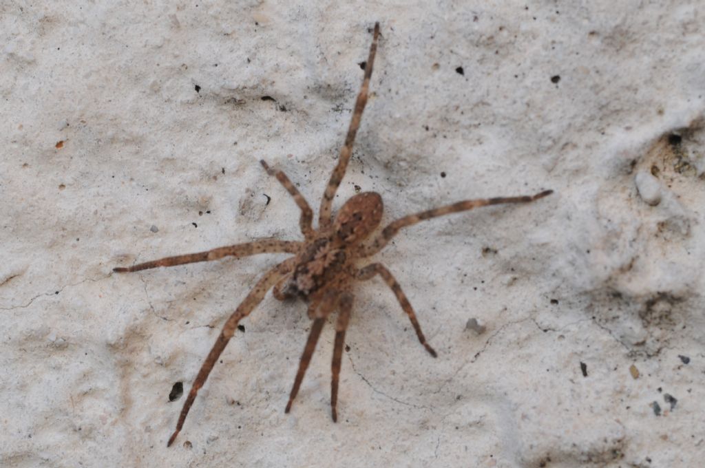 Zoropsis spinimana - Basaluzzo (AL)