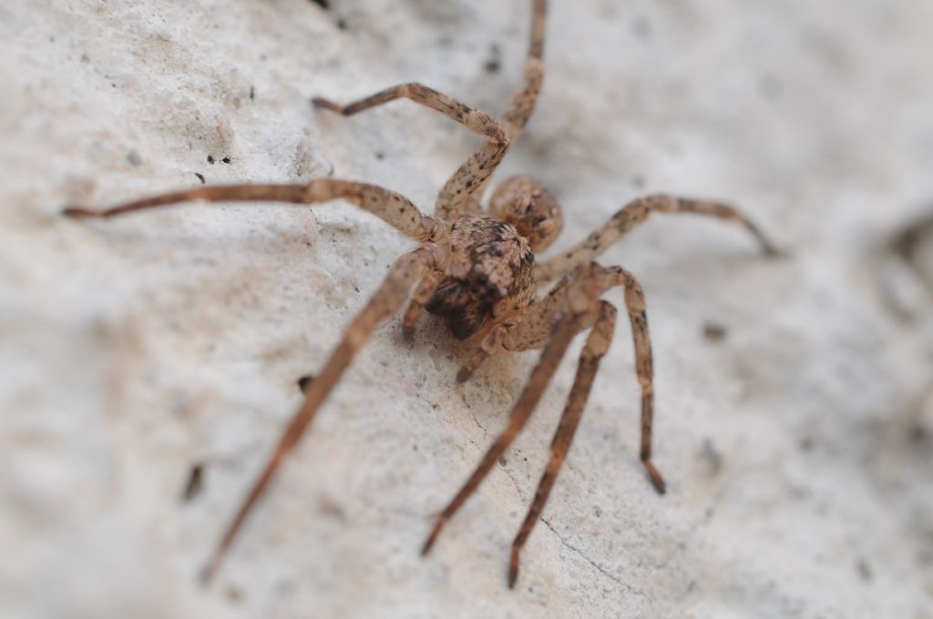 Zoropsis spinimana - Basaluzzo (AL)