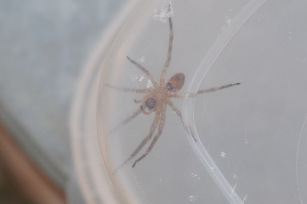 Zoropsis spinimana - Basaluzzo (AL)