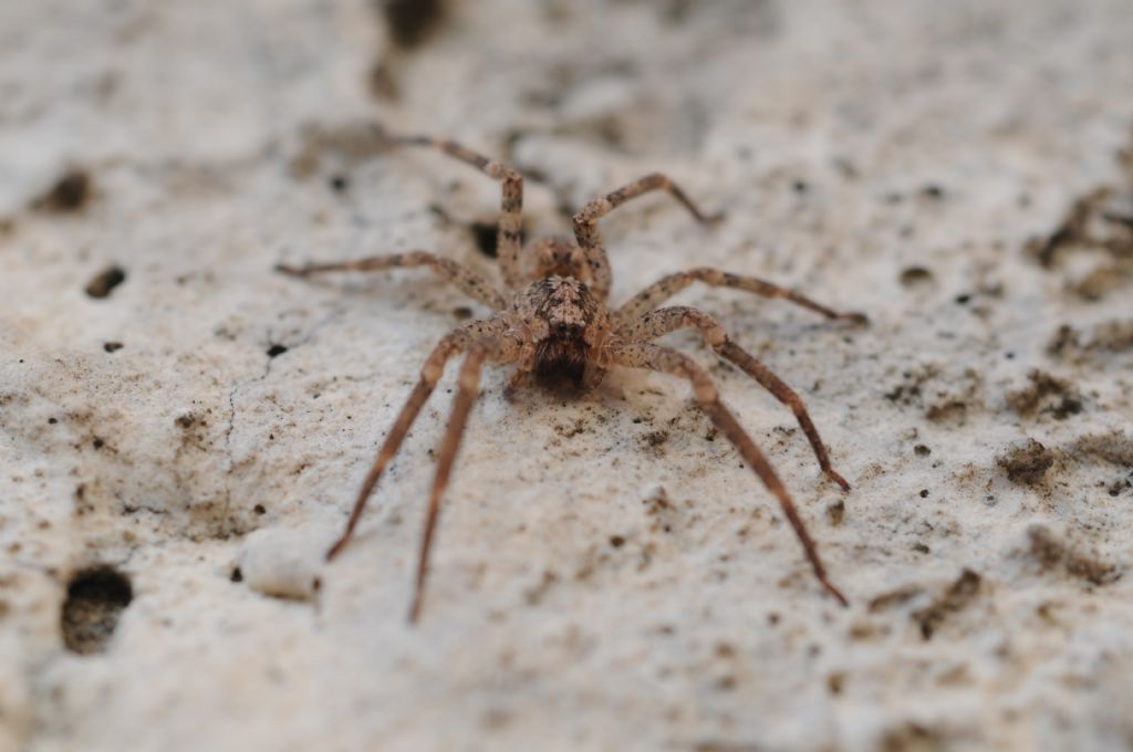 Zoropsis spinimana - Basaluzzo (AL)