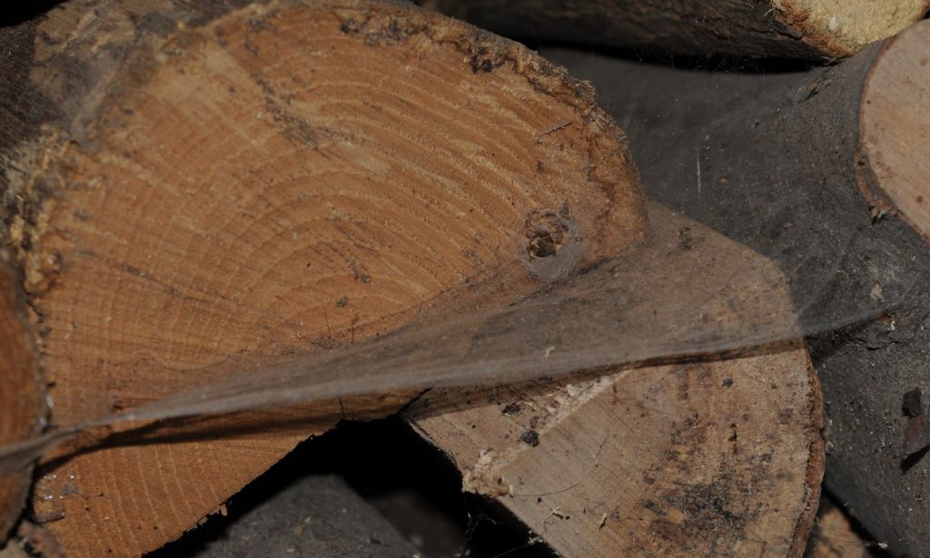 tela di Tegenaria sp. (Agelenidae) - S. Giuliano N. (AL)