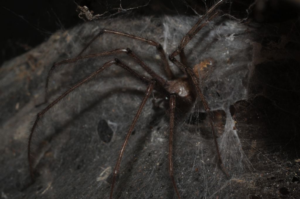Tegenaria sp.  - Castelceriolo (AL)