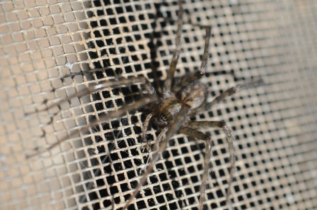 Agelenidae: Tegenaria parietina - S. Giuliano N. (AL)