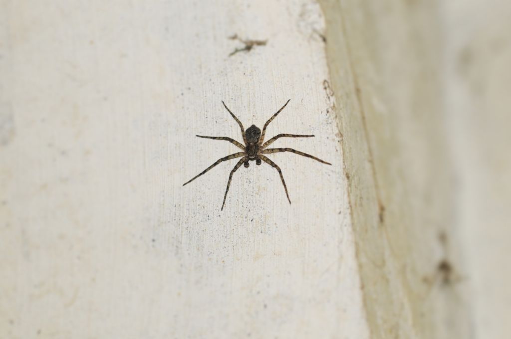 Philodromus margaritatus  - S. Giuliano Nuovo (AL)