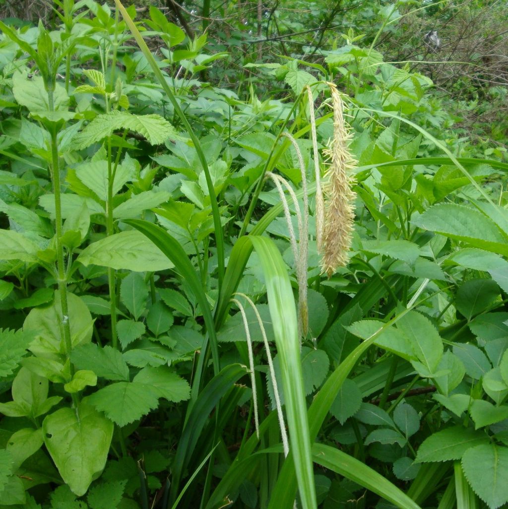 Carex pendula / Carice maggiore