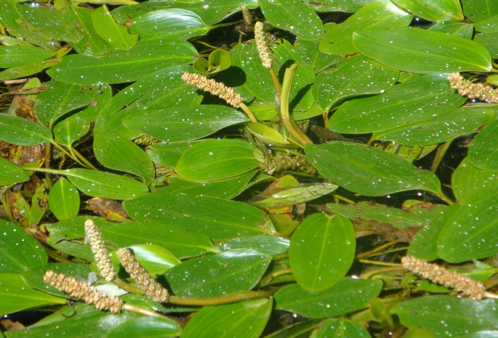 Potamogeton nodosus / Brasca nodosa