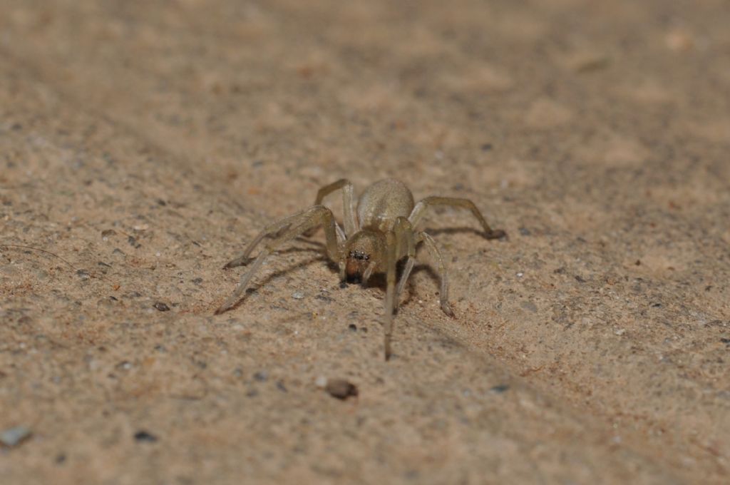 Dictynidae?  No, Cheiracanthiidae: Cheiracanthium cfr. mildei  - S. Giuliano N (AL)