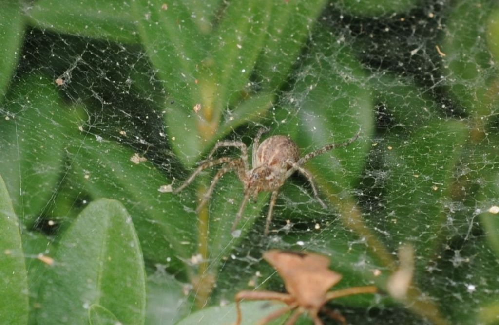 Agelenidae: Allagelena gracilens  - S. Giuliano N. (AL)