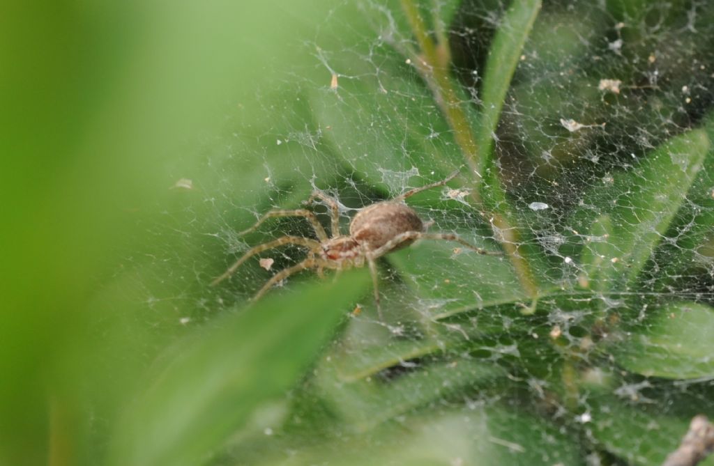 Agelenidae: Allagelena gracilens  - S. Giuliano N. (AL)