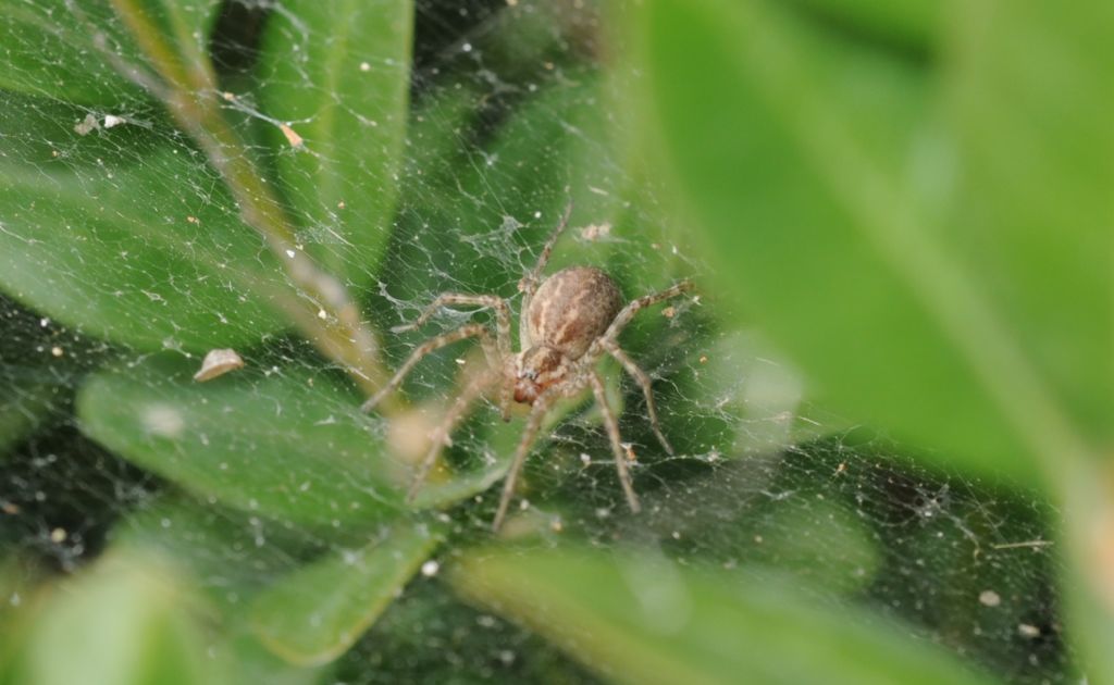 Agelenidae: Allagelena gracilens  - S. Giuliano N. (AL)