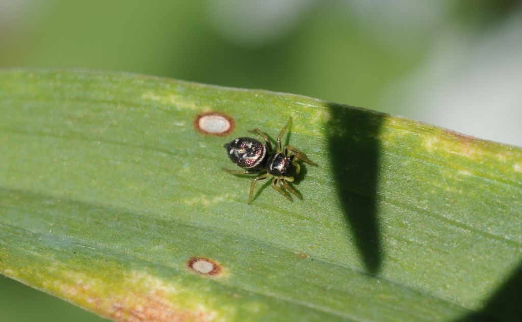 Heliophanus sp.  - S. Giuliano N. (AL)