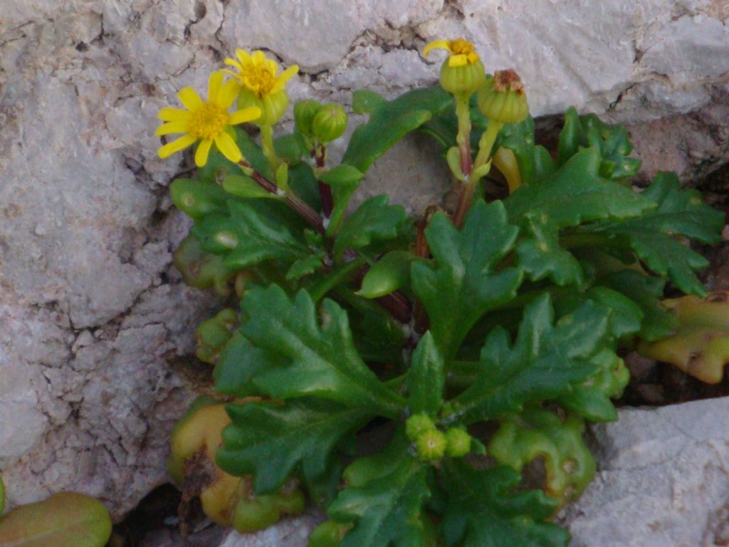 Senecio leucanthemifolius / Senecione costiero