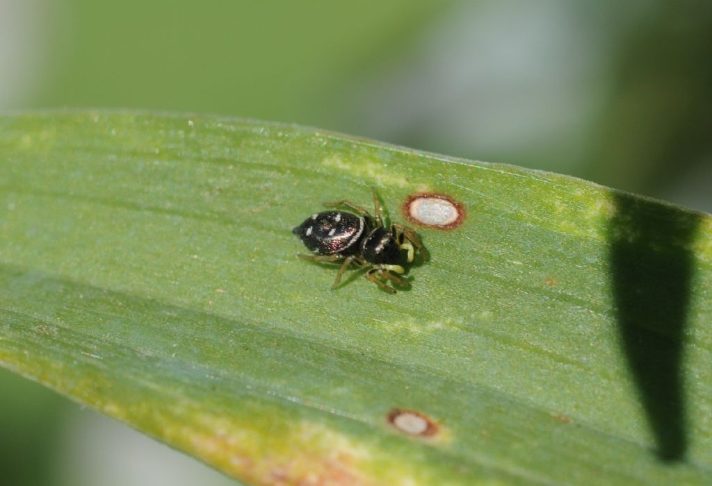 Heliophanus sp.  - S. Giuliano N. (AL)