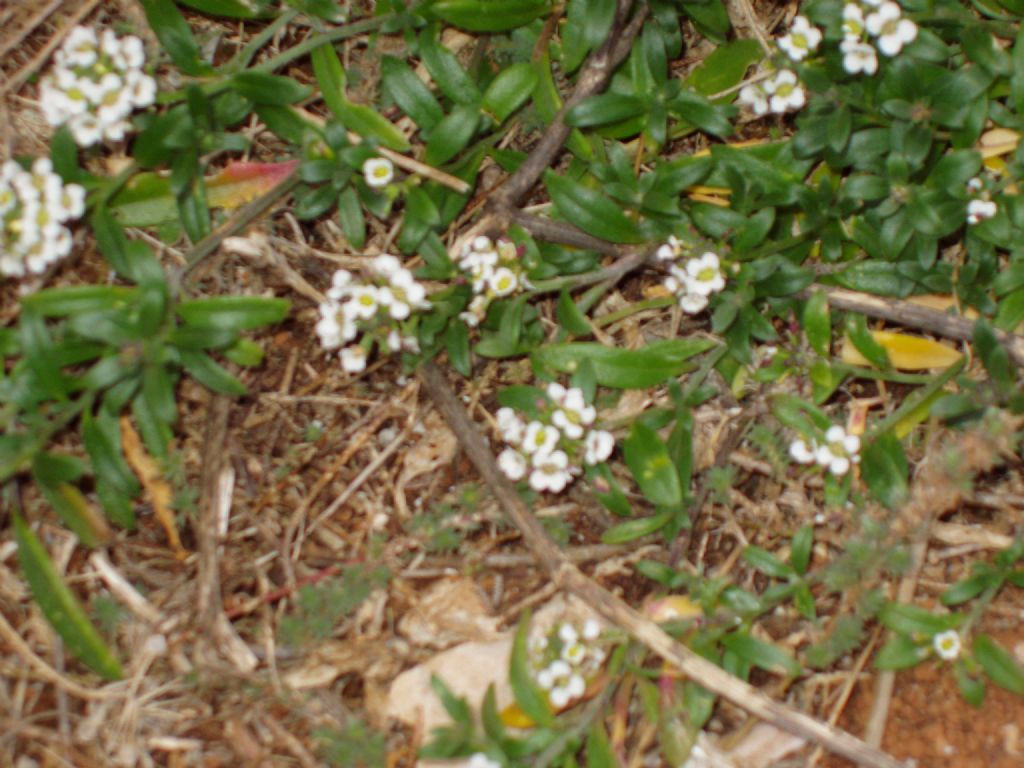 Brassicacea sarda - Lobularia maritima