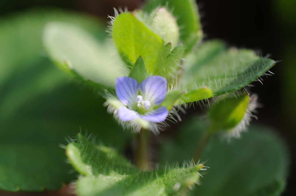 Veronica hederifolia