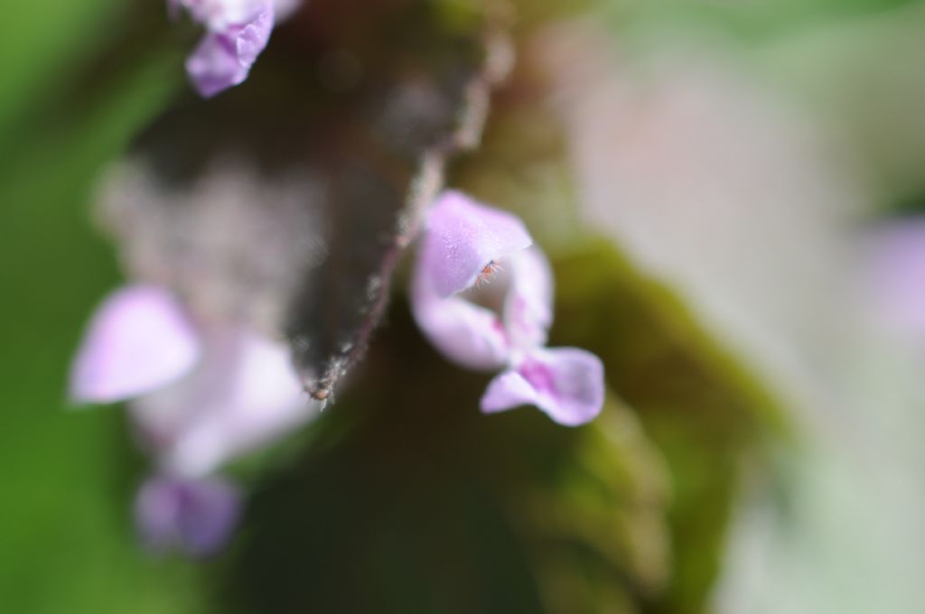 Lamium? S, Lamium purpureum