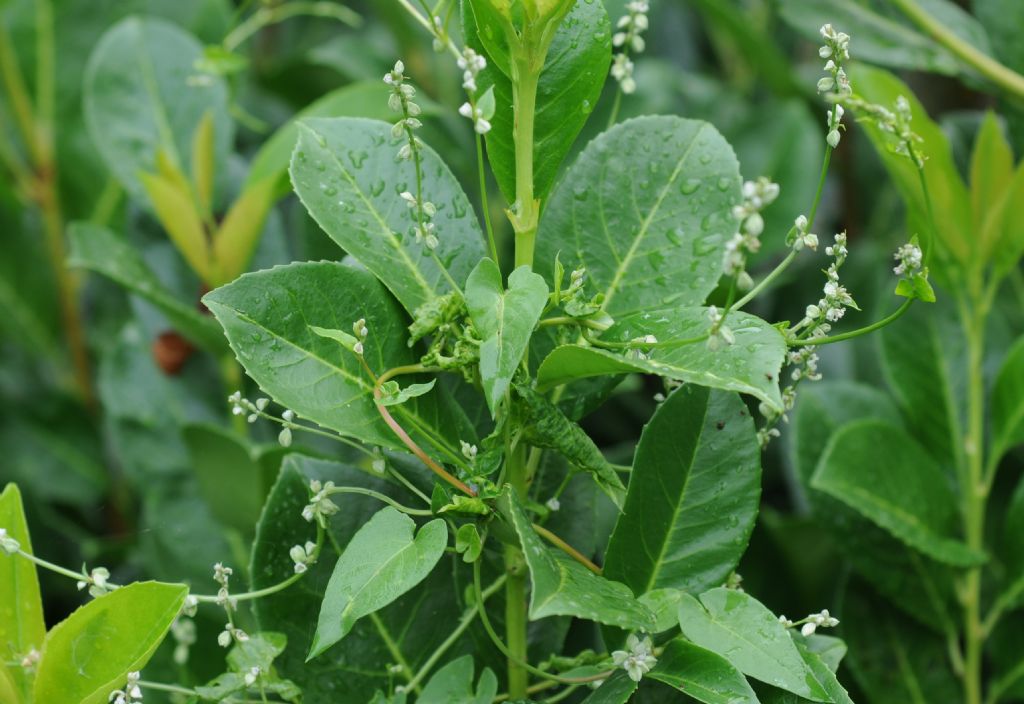 Fallopia (= Polygonum) convolvolus  (Polygonaceae)
