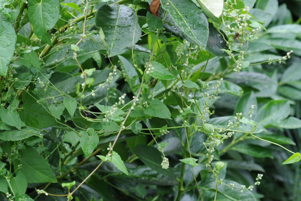 Fallopia (= Polygonum) convolvolus  (Polygonaceae)