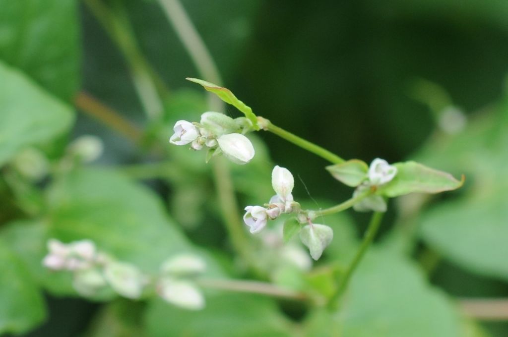 Fallopia (= Polygonum) convolvolus  (Polygonaceae)