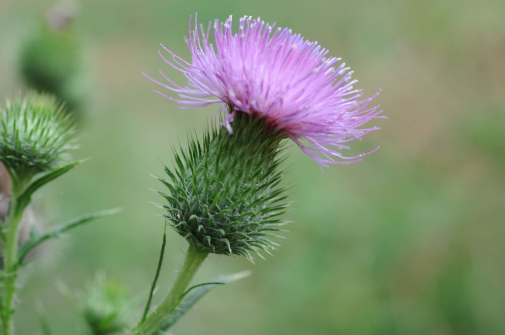 Cirsium vulgare (Asteraceae)